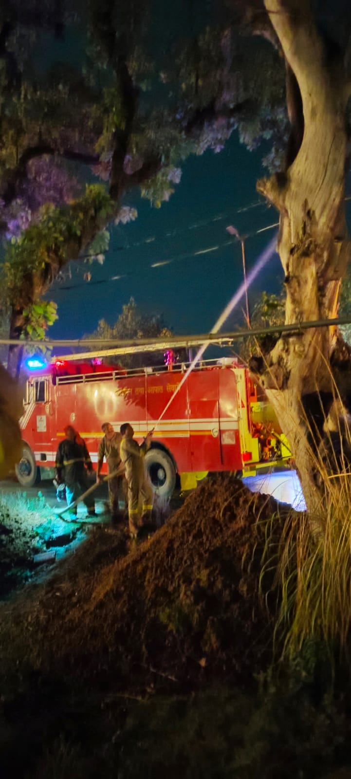 Tree catches fire during fireworks