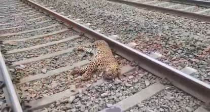 Leopard Killed in Train Collision in Satna; Forest Department Launches Investigation