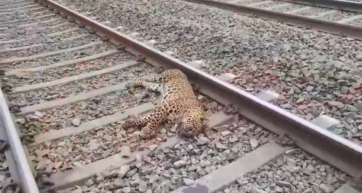 Leopard Killed in Train Collision in Satna; Forest Department Launches Investigation