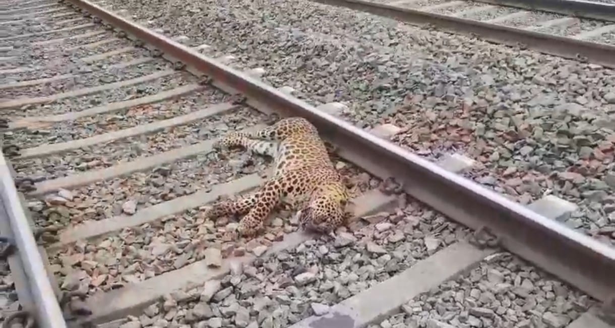 Leopard Killed in Train Collision in Satna; Forest Department Launches Investigation