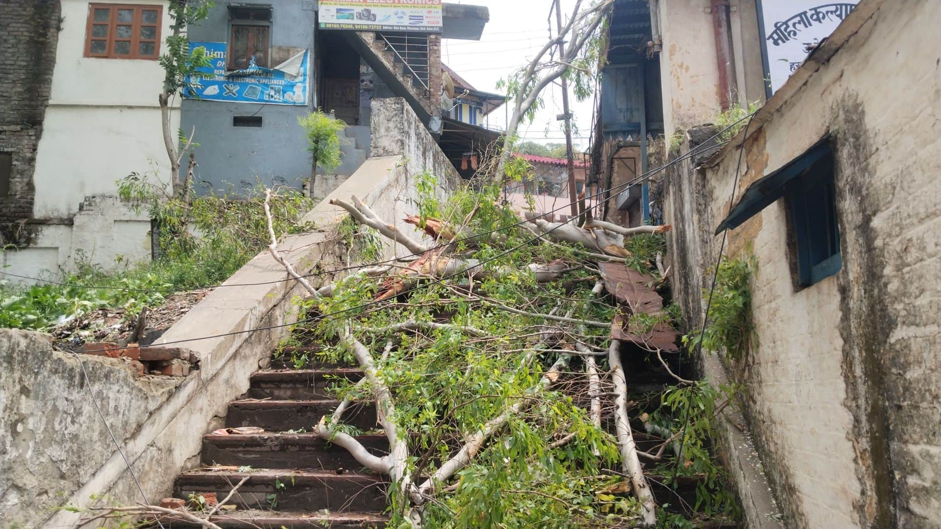 धर्मपुर के रोलवे स्टेशन की ओर जाने वाले रास्ते में गिरा पेड। संवाद