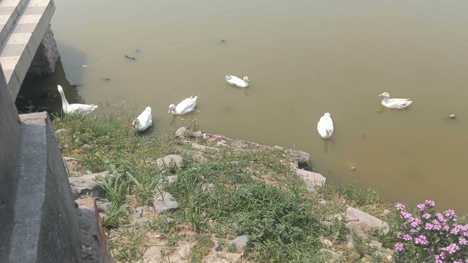 विदक्यार झील में गर्मी के बीच सफेद बत्तखों का झुंड पानी में अठखेलियां करता नजर आया। 38 डिग्री त