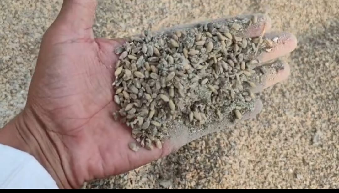 Rotten wheat being filled into sacks at the grain market; administration remains oblivious