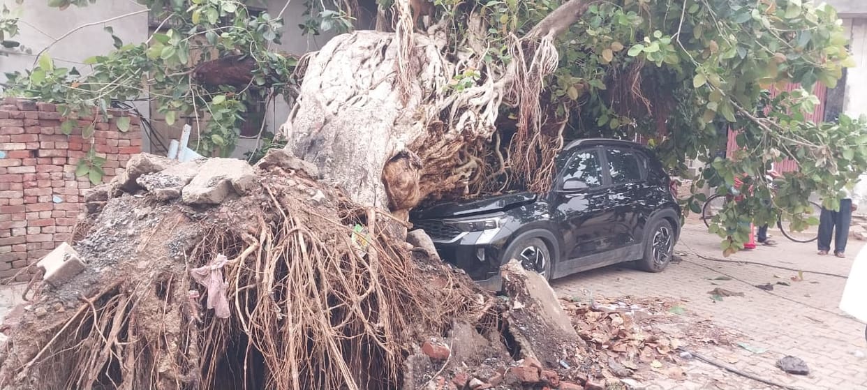 The storm and rain uprooted the power supply system. Trees were destroyed