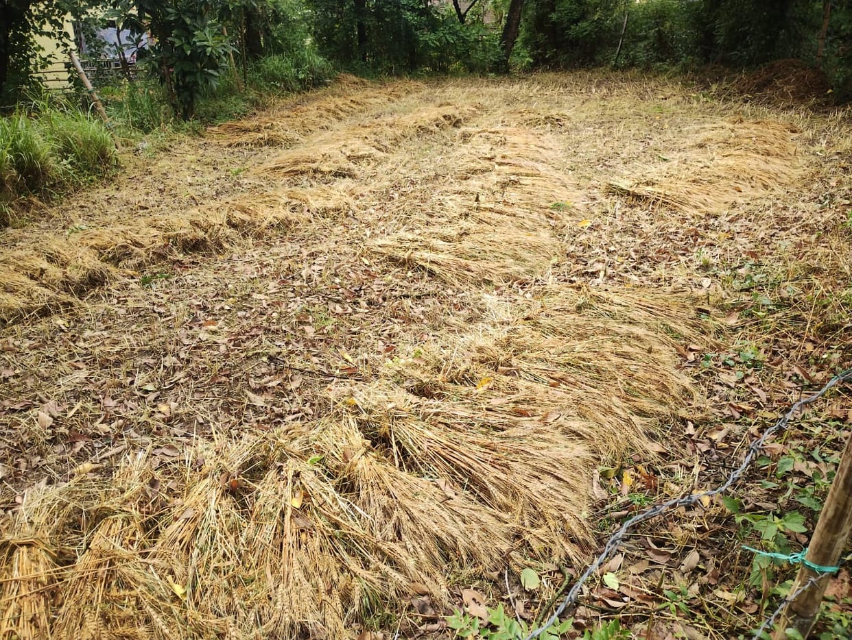 Rains have ruined the farmers' hard work, leaving the wheat crop drenched in the fields.