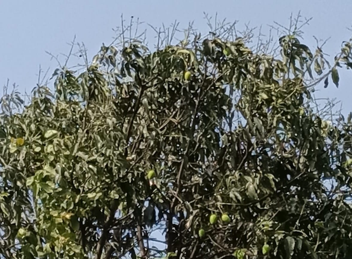Storm shatters hopes: 80% of mango crop spread over 300 hectares destroyed