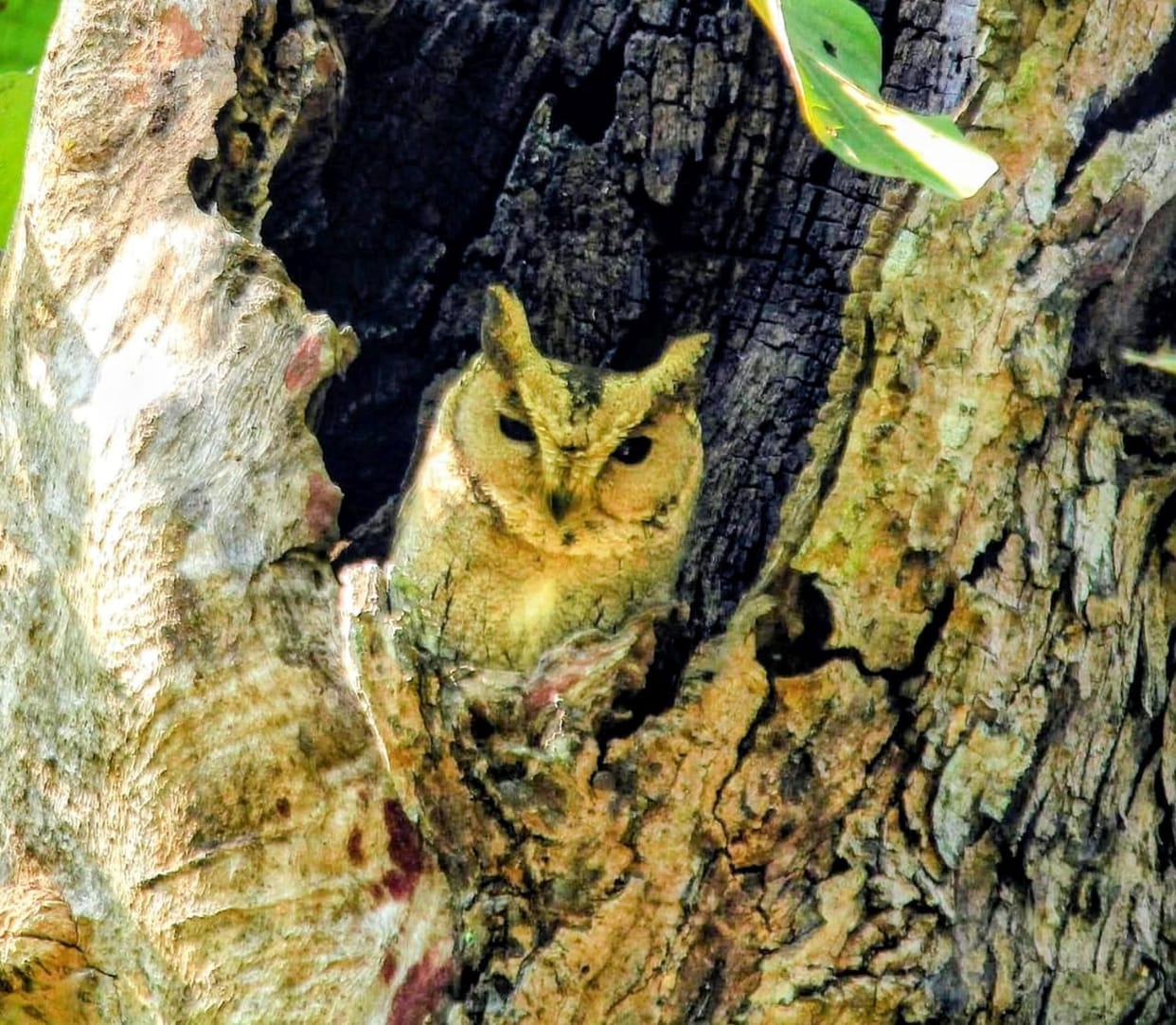 Rare species of Indian Scops Owl spotted in Katarniaghat
