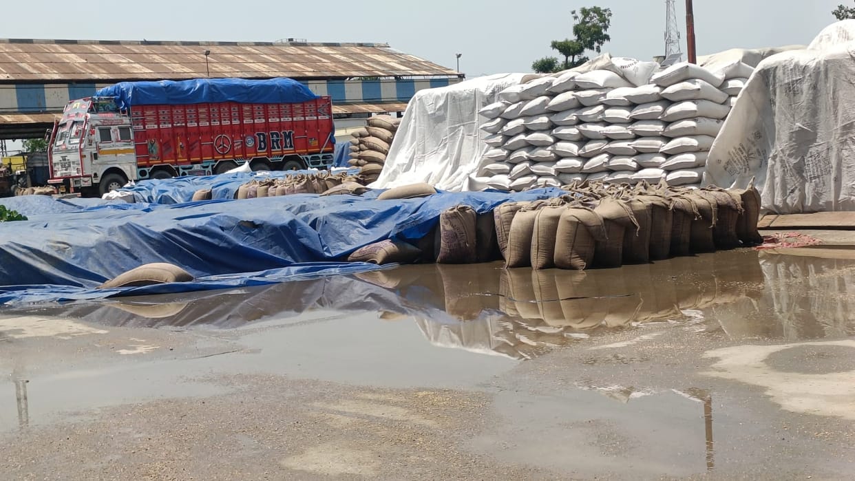 Thousands of quintals of wheat soaked in the market due to sudden rain