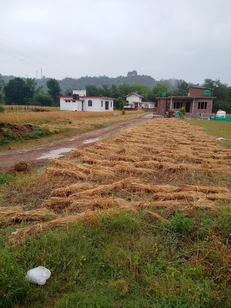Weather wreaks havoc; wet wheat, withered farmers