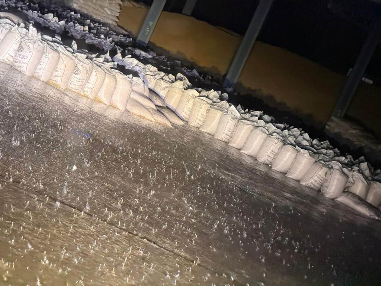 Over 1.8 million quintals of wheat soaked in the rain.