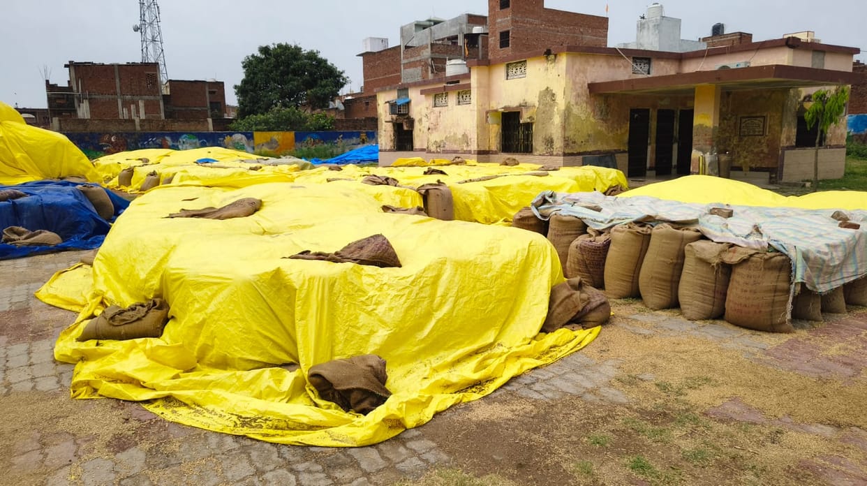 The sacks of wheat were covered with tarpaulins during the rain