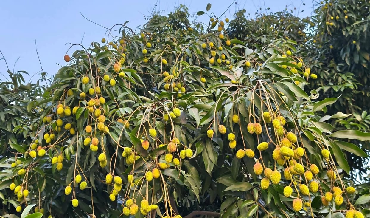 Litchi cultivation gains ground in Jammu as farmers reap higher returns under HDP Jammu