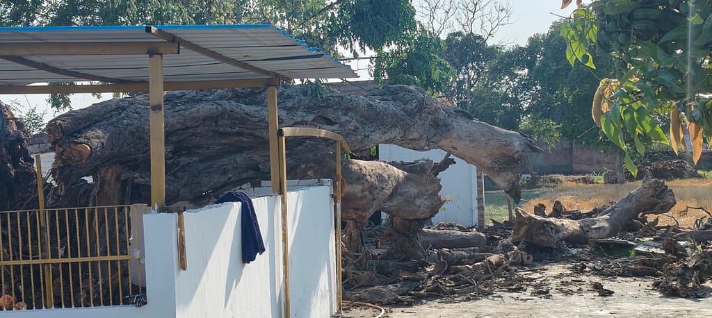 Storm Fells 250 Trees and 85 Poles; 30 Transformers Damaged