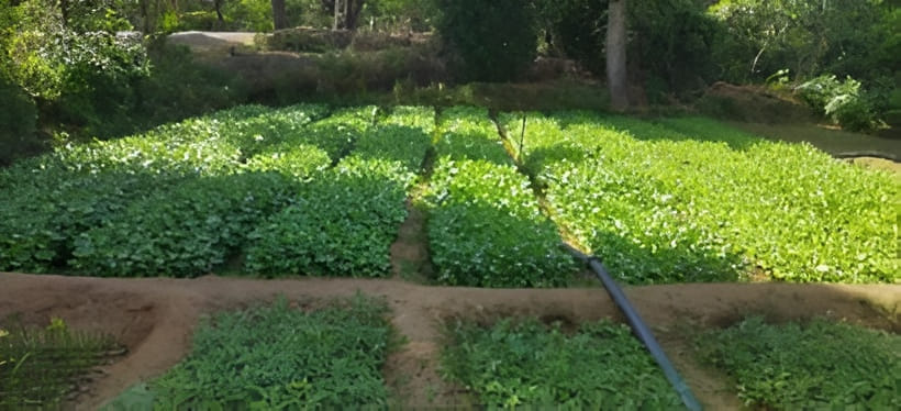 6.4 lakh saplings ready in seven nurseries, plantation to begin from July 1