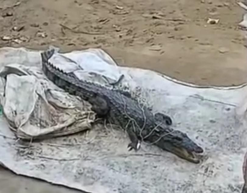 Crocodile spotted at Kajari intersection, rescued