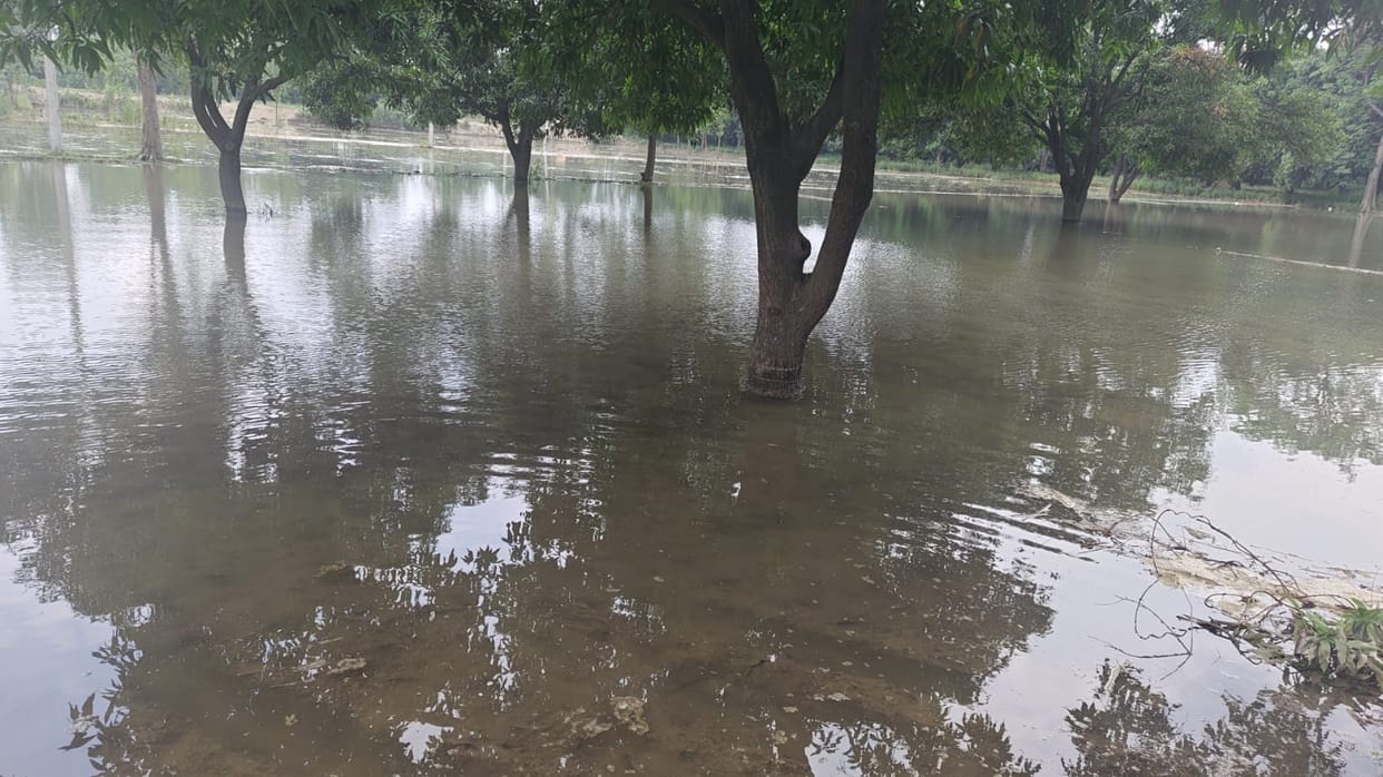 Crops submerged due to breakage of canal track