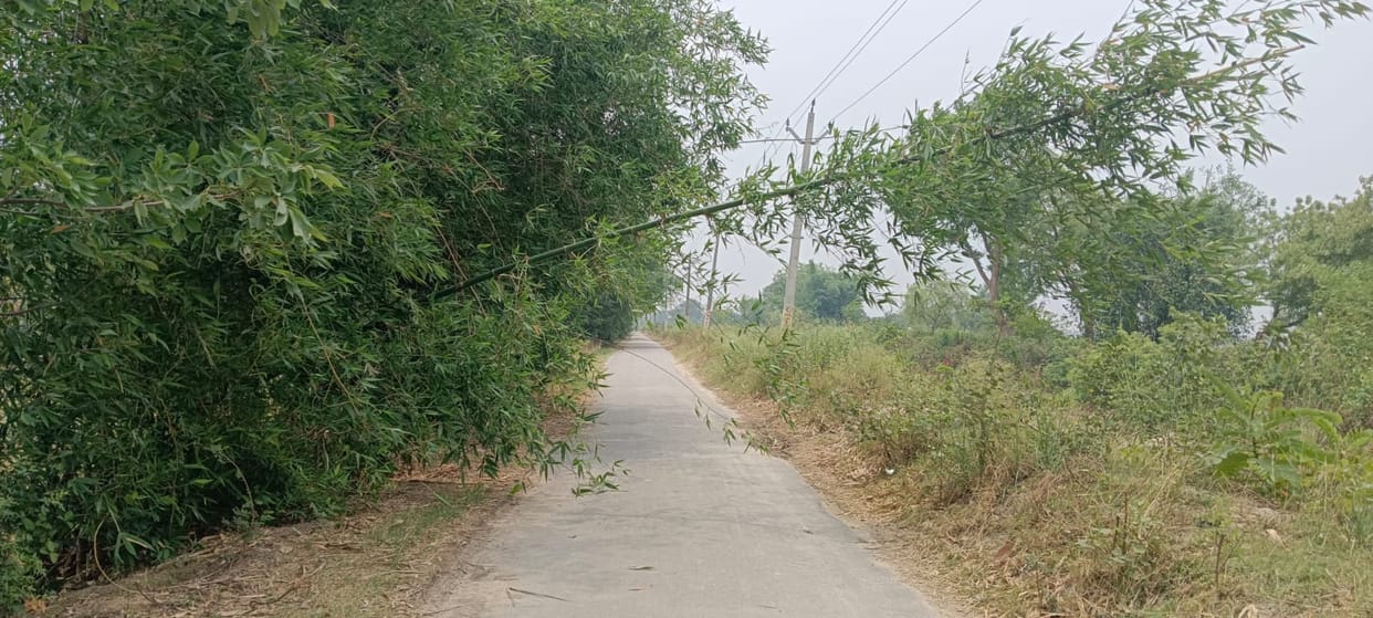 Grass growing on both sides of the road