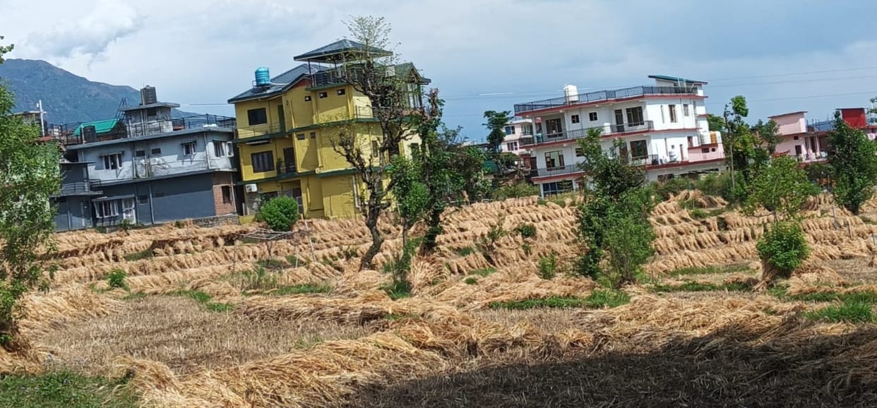 The farmers' hard work was reduced to dust as the storm destroyed their golden dreams.