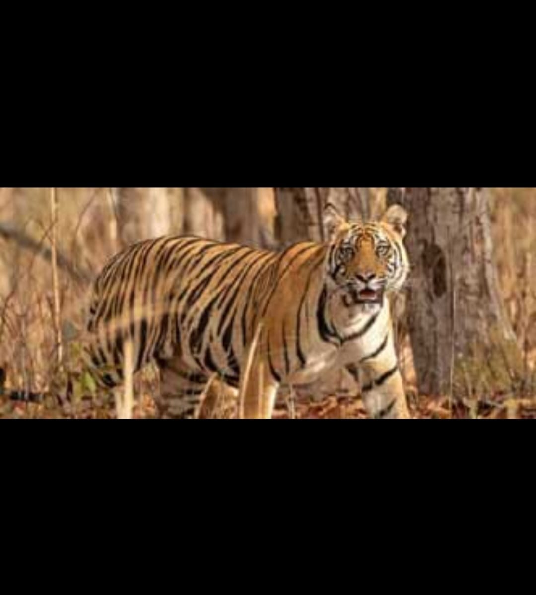 Another tiger dies in Panna Tiger Reserve