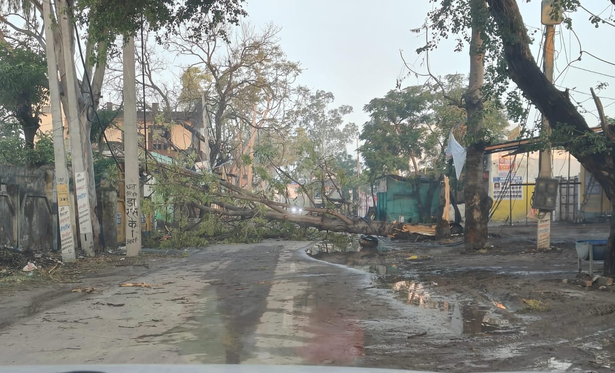 A tree fell on Bega Road due to the storm, disrupting traffic and power supply.