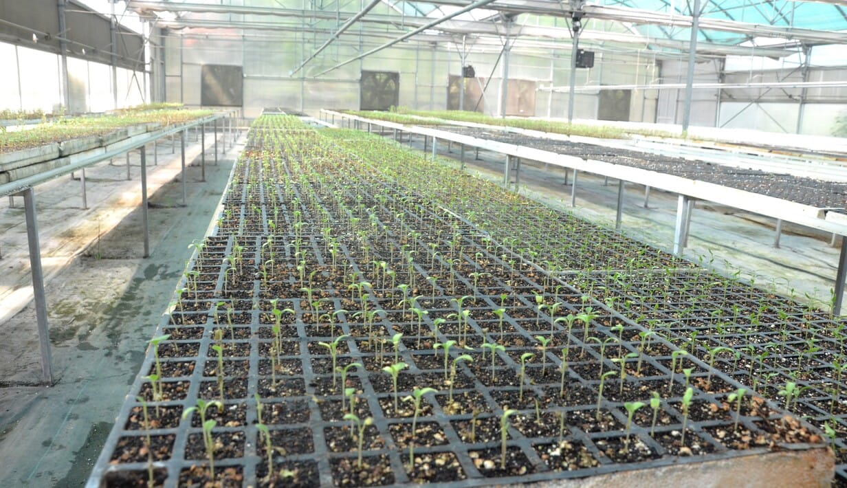 Give seeds to hi-tech nurseries and take plants at the rate of one rupee