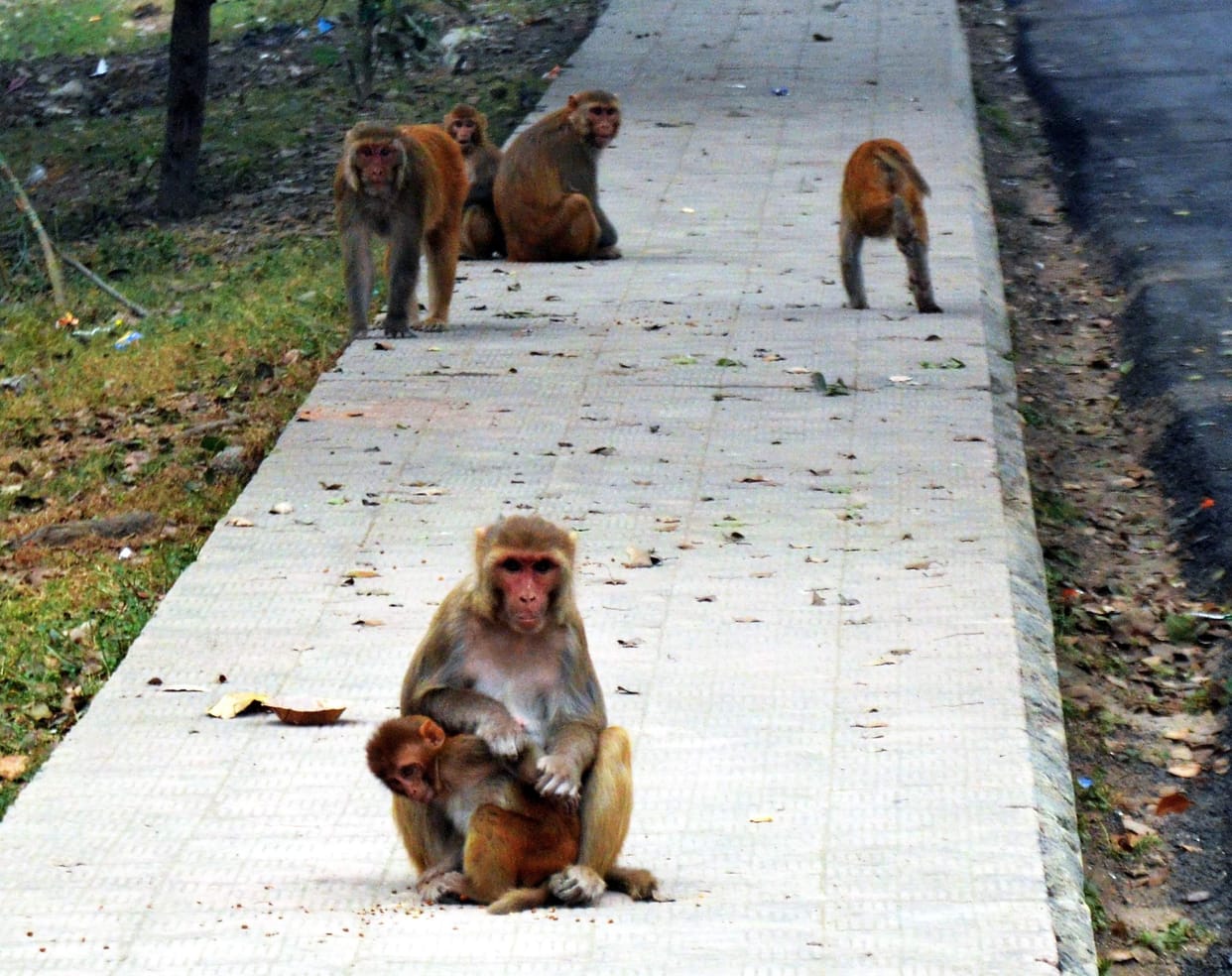 Monkey menace: Municipal Corporation failed to complete tender process, will now seek help from Forest Department