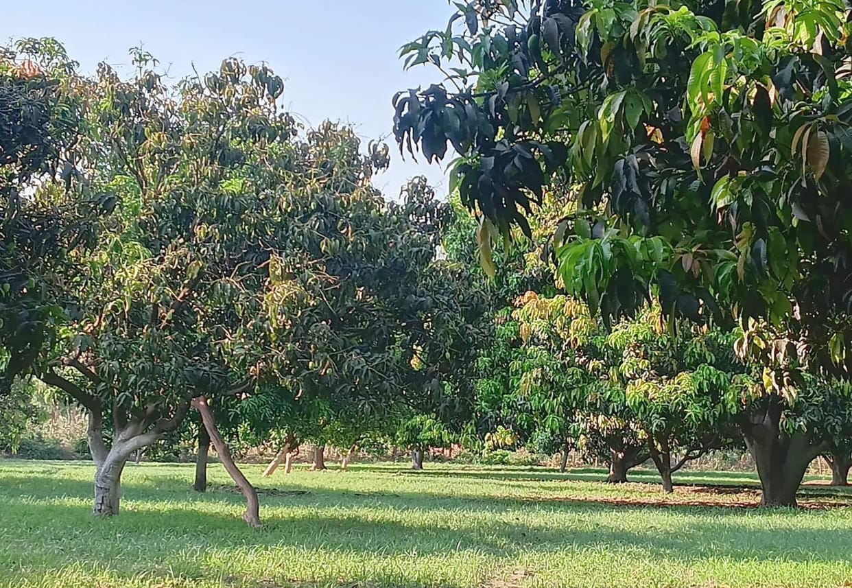 Experts Advise Farmers to Prepare for Fruit Orchards Before Monsoon