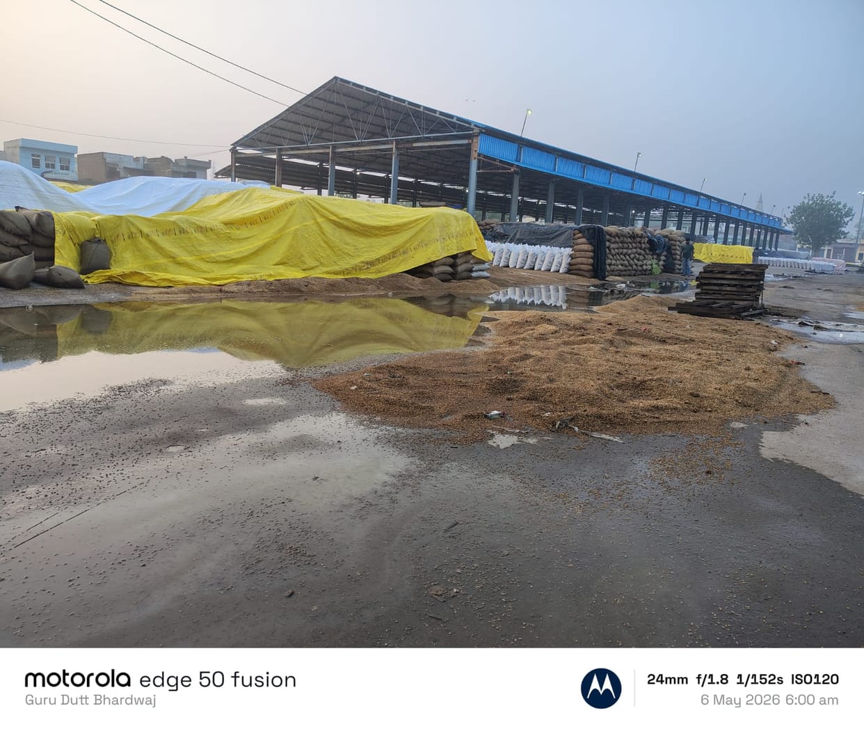 Wheat Rotting Amidst Chaos at Punhana Grain Market