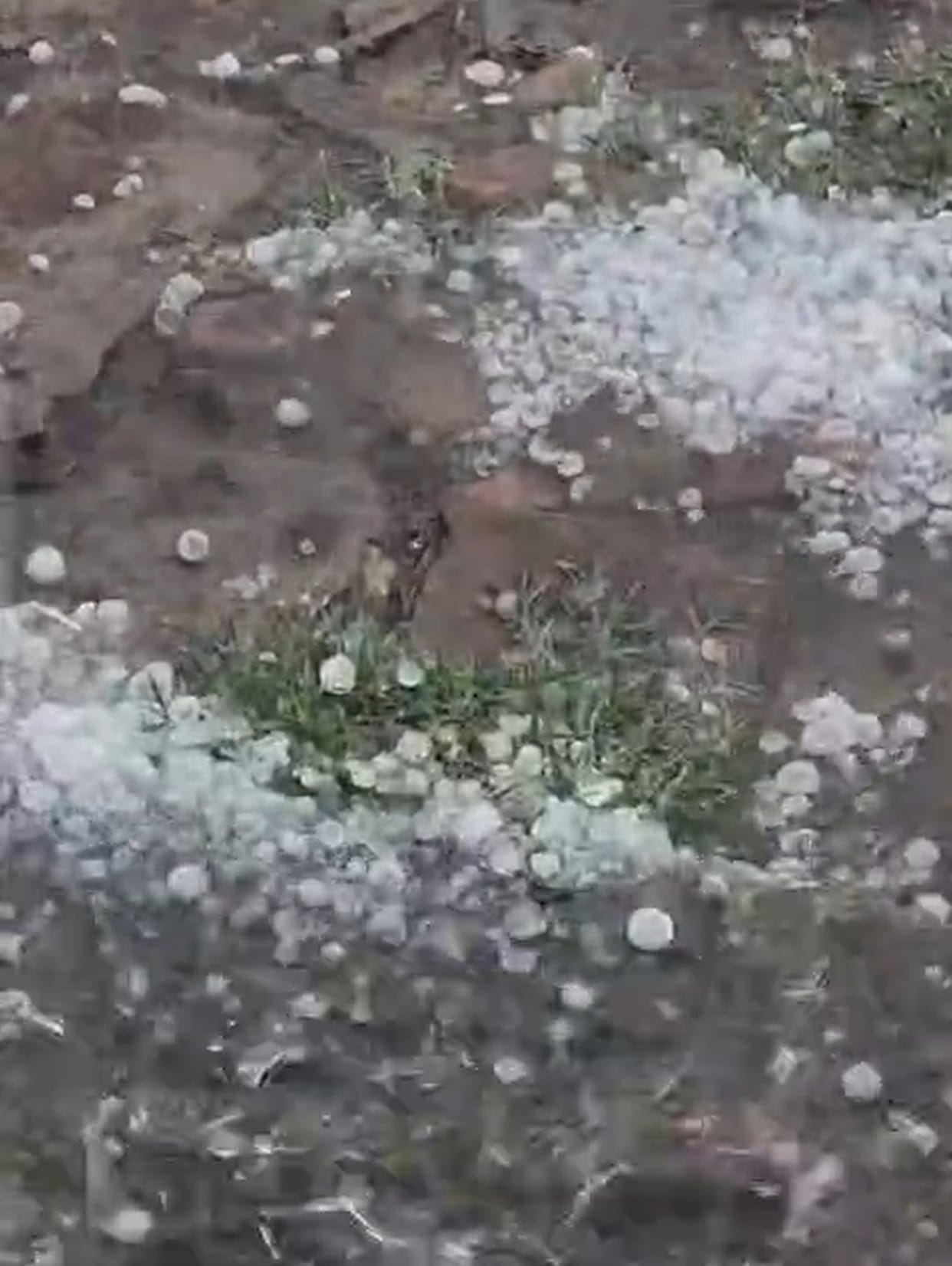 Hailstorm and rain make the weather pleasant, increasing the worries of sugarcane farmers