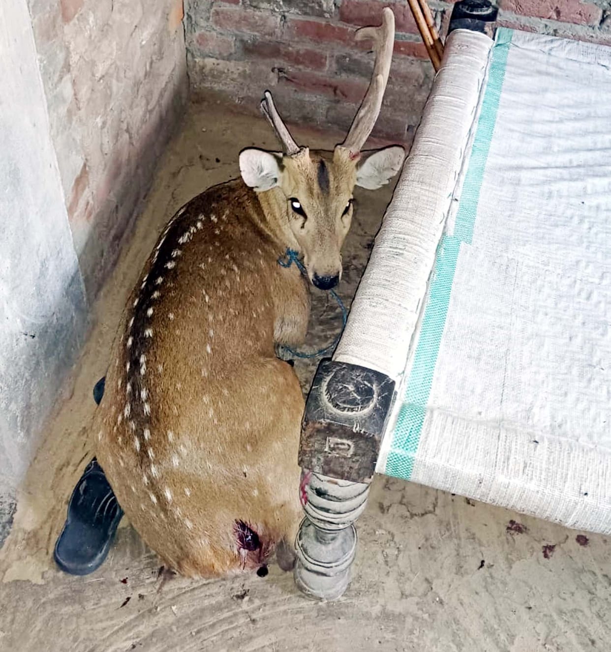 Dogs Injure Deer That Came from the Forest