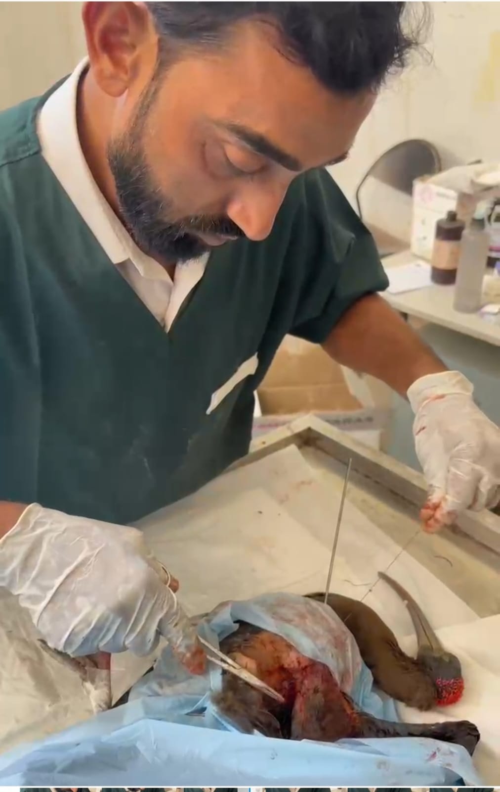 Wings of hope... Intramedullary pin saved the life of the voiceless, doctors at the Government Veterinary Hospital successfully performed surgery on the rare Red-naped Ibis bird