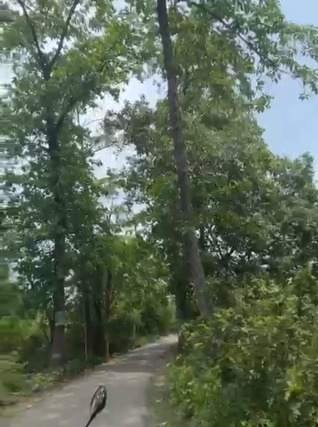 Controversy over trees in the Lilautinath temple road widening