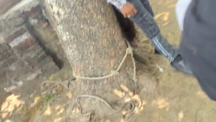 Audacity: Two youths were tied to a tree and beaten, people became spectators.