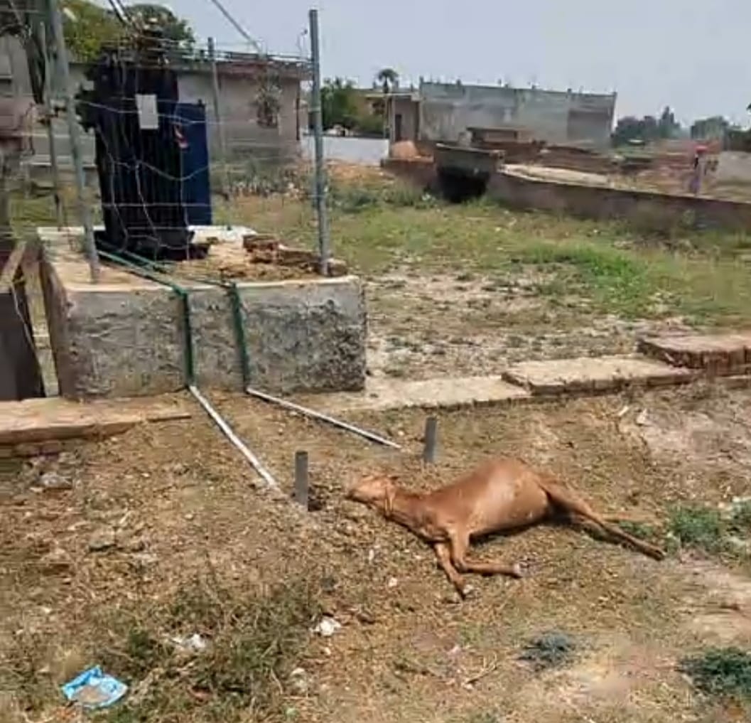 Sitapur: Mystery deepens over the killing of six goats after a door was broken down; cause of death unclear.