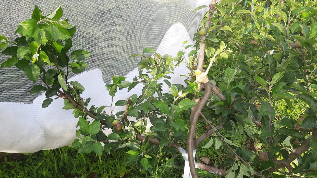 Anti-hailstone subsidy stopped...hailstorm shattered gardeners' dreams