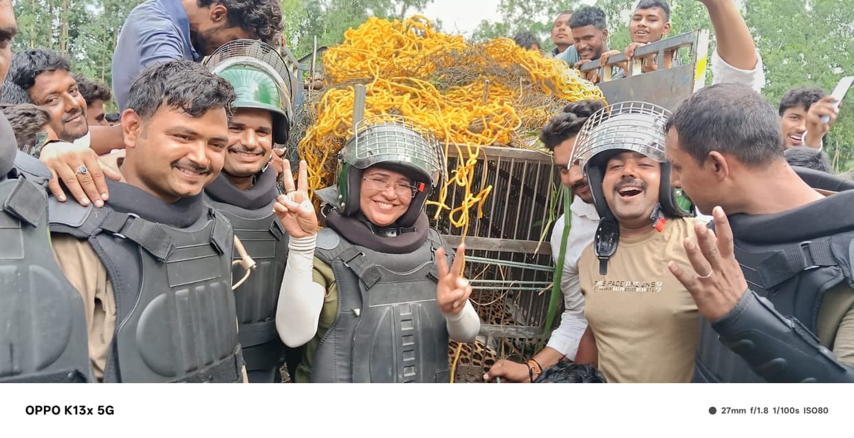 Leopard hiding in the field was captured after four hours of effort.