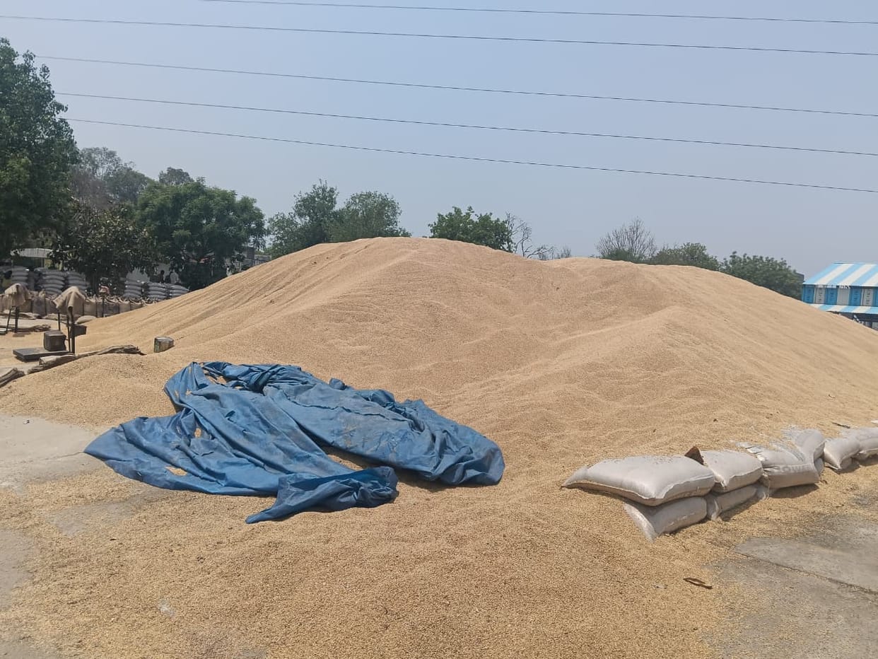 This year, 2.28 lakh quintals of wheat was purchased more and 5.11 lakh quintals of mustard was purchased less