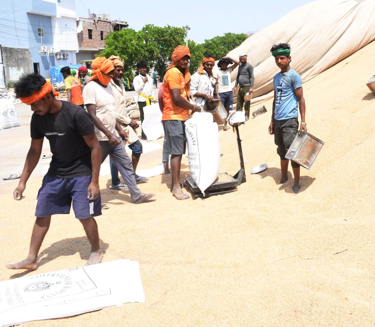 No purchase was made in Jhajjar Mandi, 18 thousand quintals of wheat was lifted.