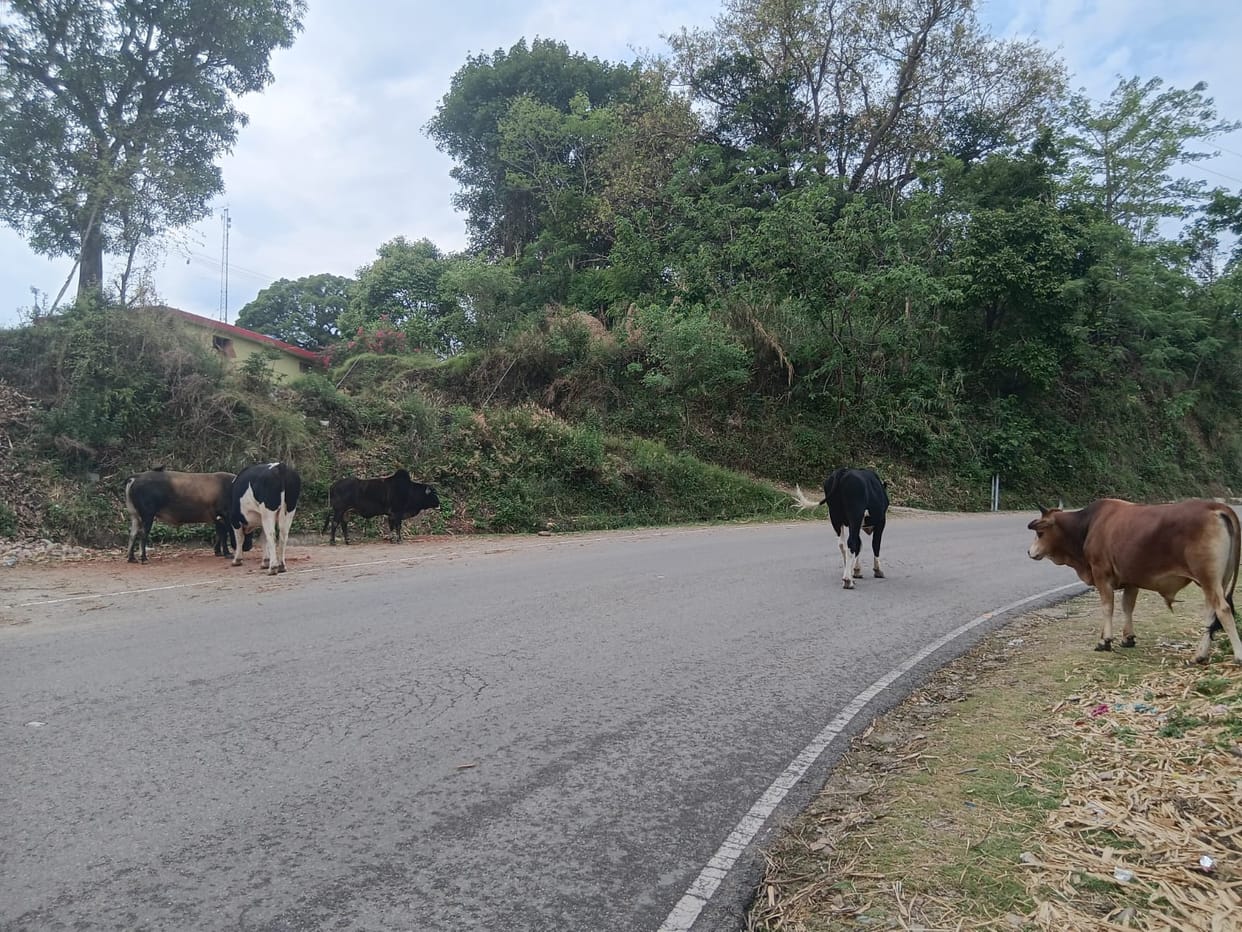 Stray animals, accidents and traffic jams have added to the problem.