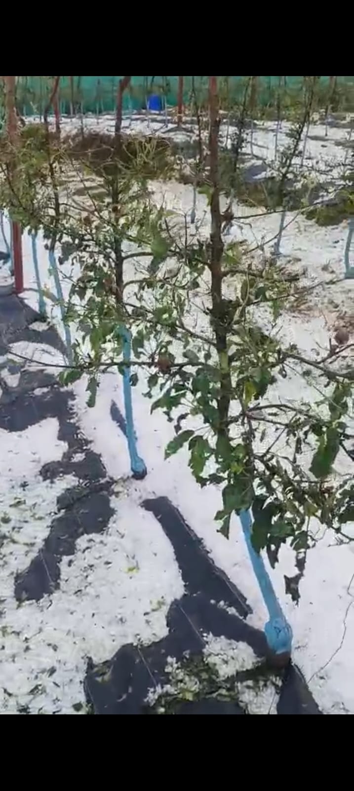 Hailstorm in Chamba takes away the shine of apple