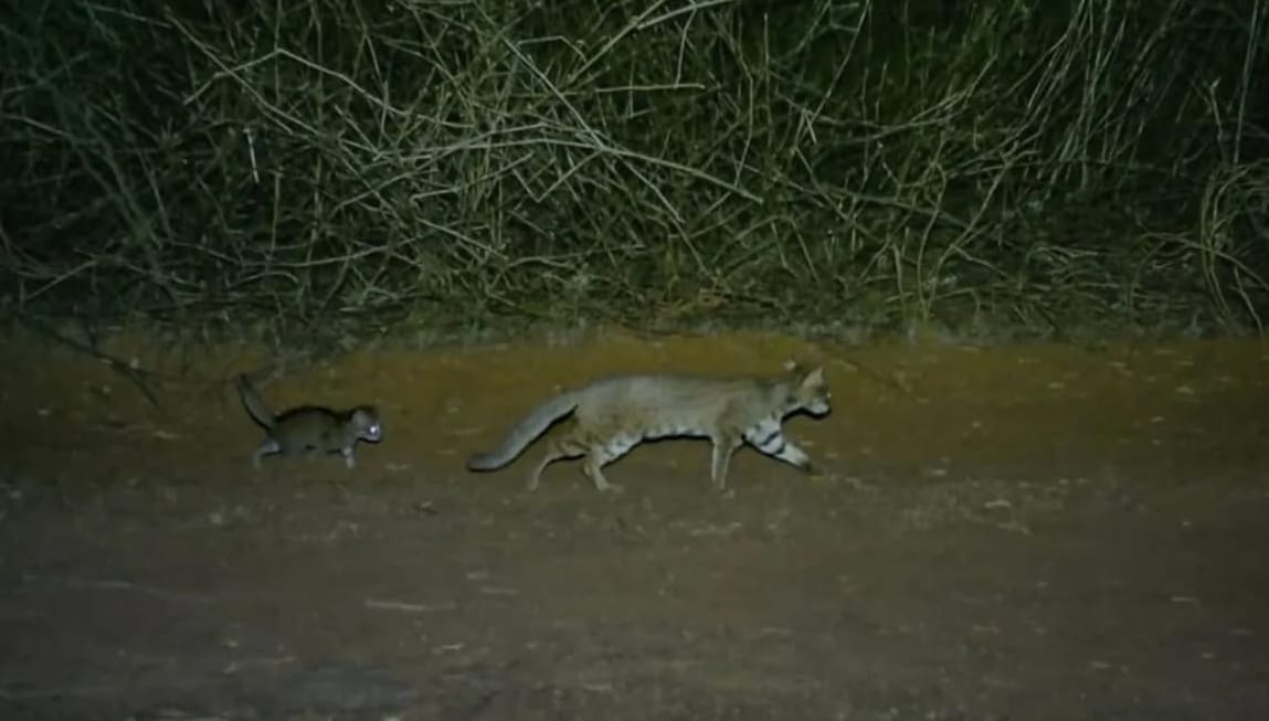 Evidence of breeding of world's smallest wild cat found in Aravalli