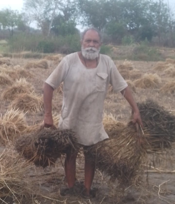 Wheat crop submerged in water rots, plea for compensation