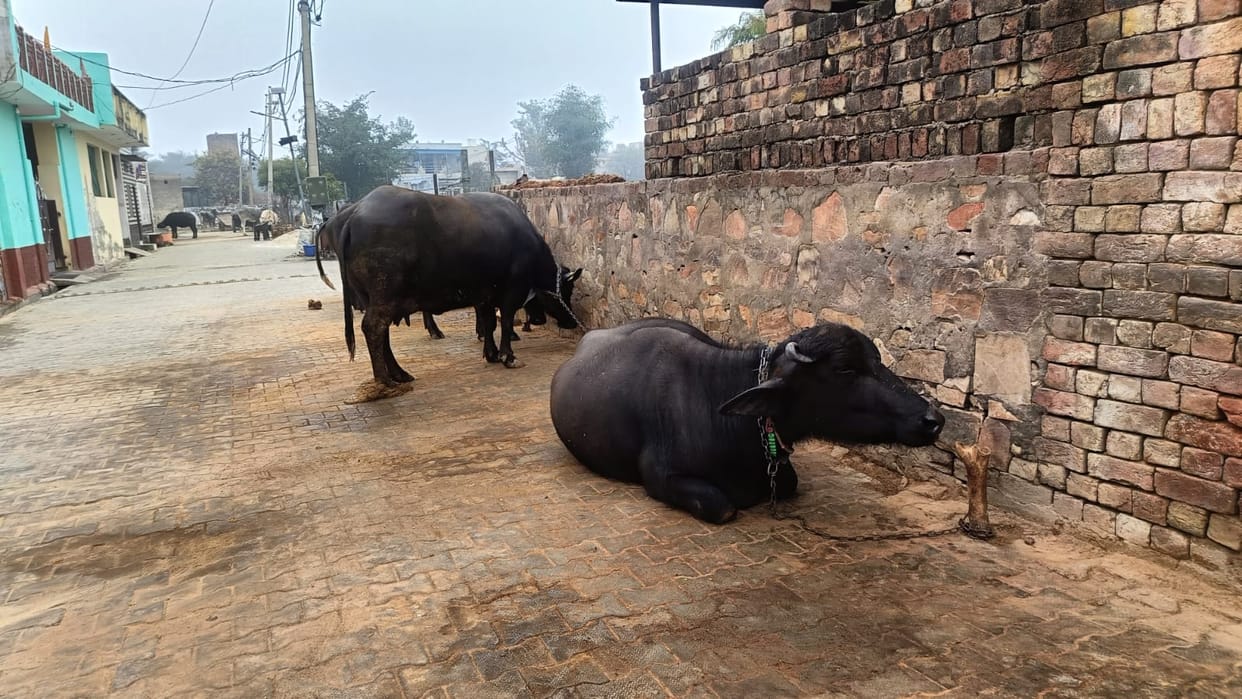 Foot and mouth disease and anthrax vaccination drive to begin on May 11; 1.67 lakh animals to receive the vaccine