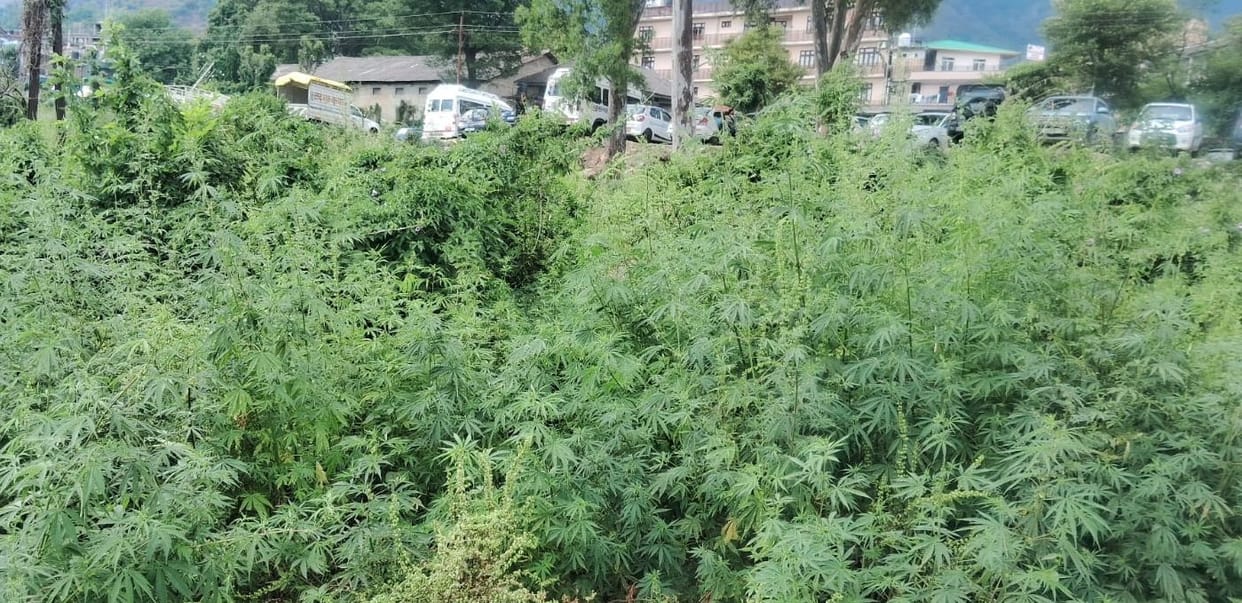 Cannabis flourishes on railway land, questions raised on drug prevention claims