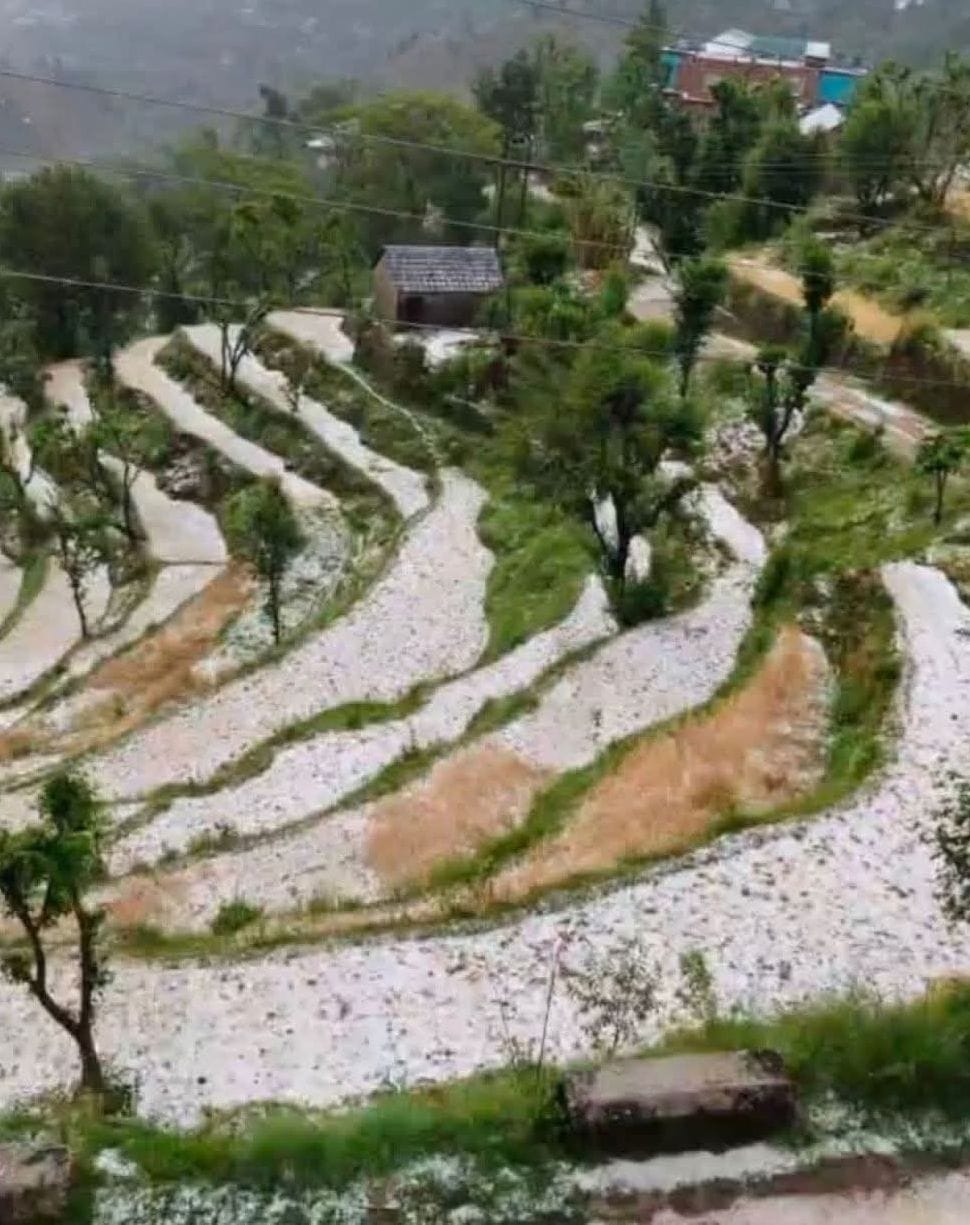 Hailstorm destroys wheat crop in Kotli, farmers in distress