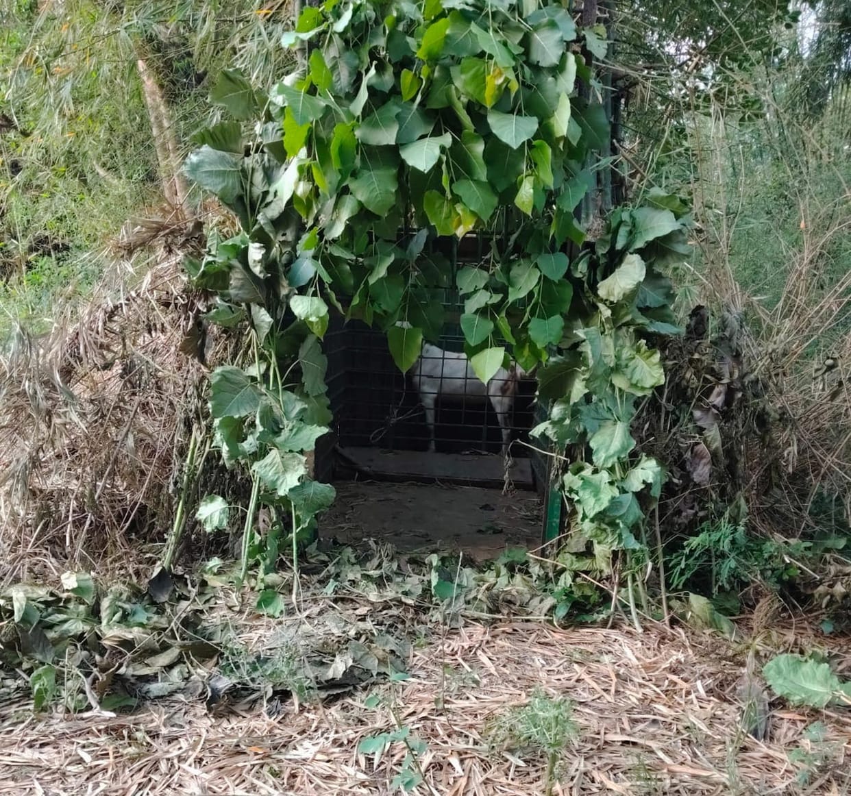 Leopard terror in Pipariya, three cages installed