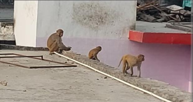 Monkeys Turn Aggressive After Rain, Injure Three at Agra Collectorate