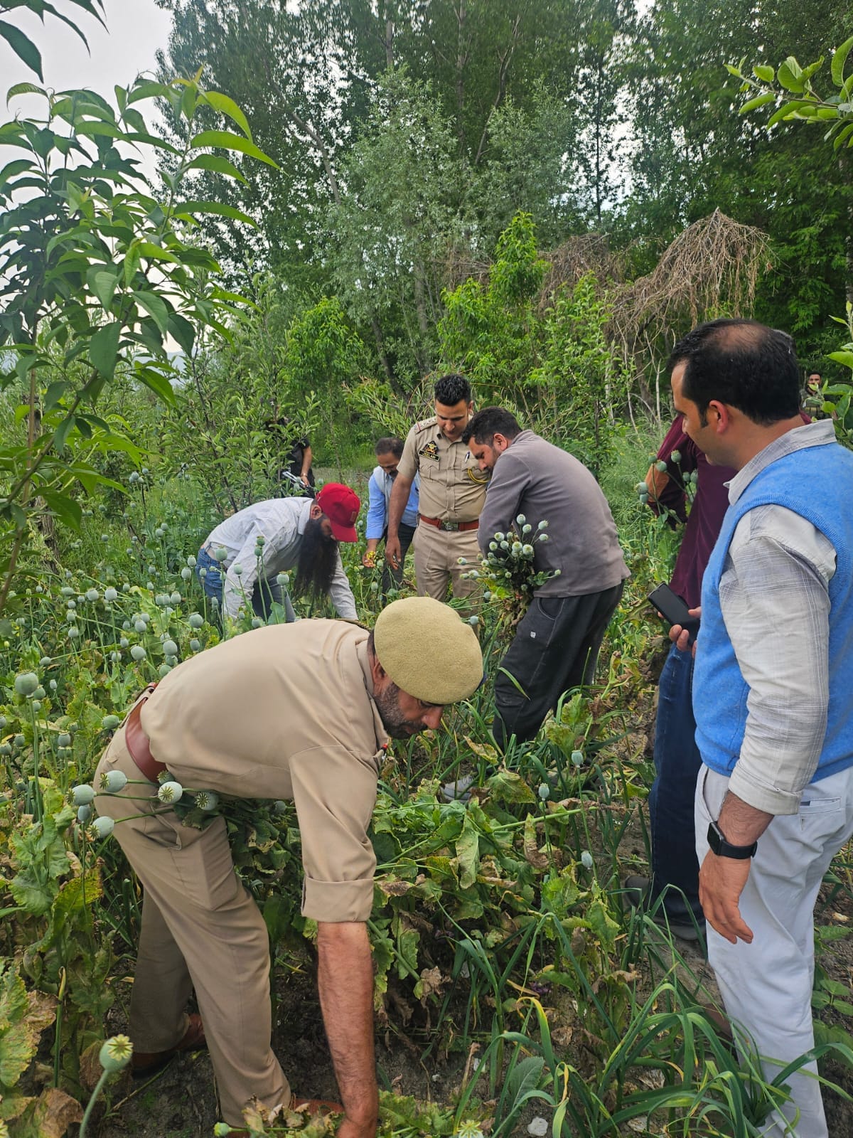 Srinagar, Opium Crop, Destroyed, FIR Lodged