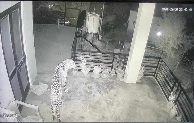 Leopard attacks Arki's Sai village, enters house and kills pet dog