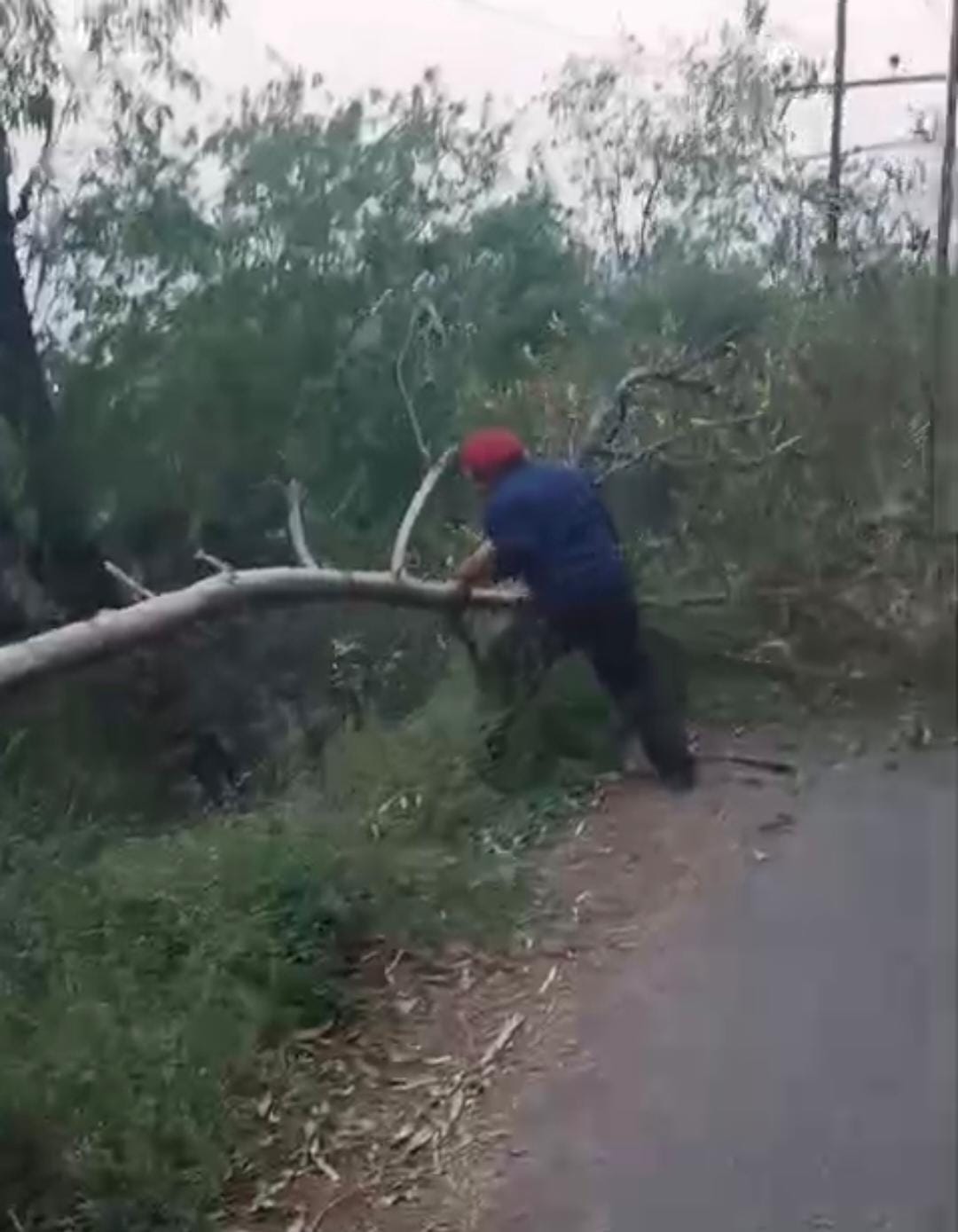 Tree stuck on high voltage wires removed in Bhatoli Khurd